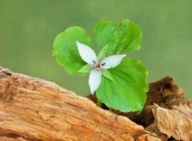 web white trillium and log 2019-04-25 20-32-39 (B,Radius8,Smoothing4).jpg