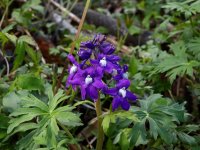 BRP Dwarf Larkspur (Delphinium tricorne) 2 resized.JPG