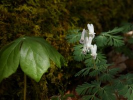 BRP Squirrel Corn 2 resized.JPG