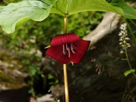 Vasey's Trillium (Trillium vaseyi) near Whitewater Falls 1 resized.JPG