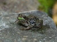 Wetlands frog resized.JPG