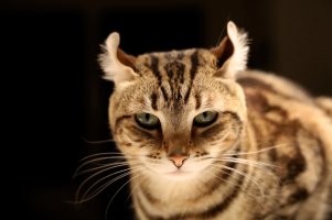 Monodge (compressée).jpg