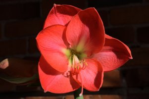 Amaryllis (compressée).jpg