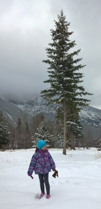 Calgary Winter that Won't Go Away - May 5, 2019 - A Single Tree.png