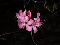 Pink Shell Azalea (Rhododendron vaseyi) BRP 5-8-2019 2.JPG