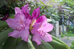 Intense Flowers - Perfect Bokeh.png