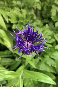 Intense Flowers - Delicate Detail Macro.png