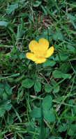 Intense Flowers - Singularity of Yellow.png