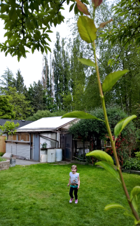 Intense Flowers - A-Conflict-of-Foreground-and-Background.png