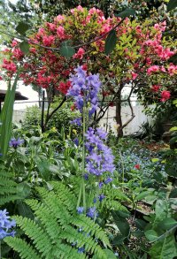 Intense Flowers - Riot of Colour.jpg