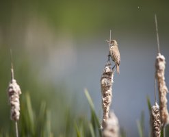 Reed Warbler.jpg