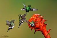milpe-Green-thorntail-macho-y-tres-hembras_MG_0734.jpg
