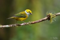 milpe--Silver-throated-Tanager_MG_0106.jpg
