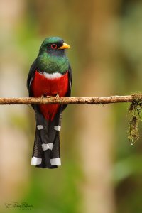 Sachatamia--Masked-trogon-_MG_5982.jpg