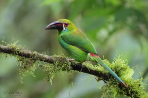 San-Tadeo-Crimson-rumpled-toucanet-_MG_4289.jpg