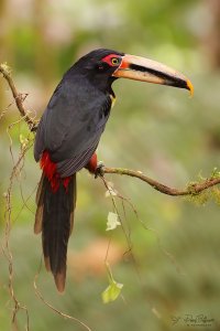 san-tadeo-Pale-mandibled-aracari-_MG_9249.jpg