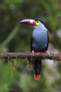 Vinicio-San-Tadeo-tucan-andino-Plate-billed-mountain-toucan-_MG_3702.jpg