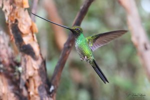 Yanacocha-pico-de-espada-Ensifera ensifera_MG_0370.jpg