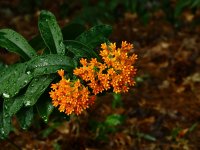 Butterfly Weed (Asclepias tuberosa) 6-3-2019 1 resized.JPG