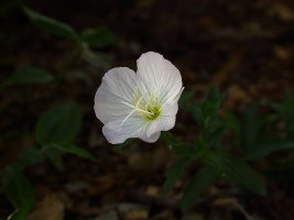 Showy Evening Primrose (Oenothera speciosa) 6-3-2019 2 (f5.6)1.JPG