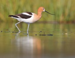 web american avocet_A9I4480.JPG