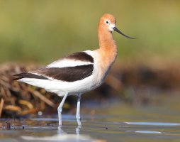 web american avocet_A9I4588.JPG