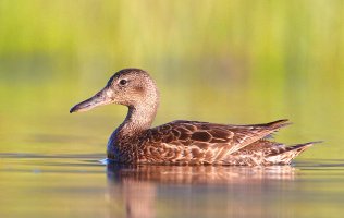 web cinnamon teal_A9I3682.JPG