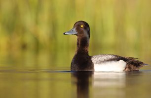 web lesser scaup_A9I3550.JPG