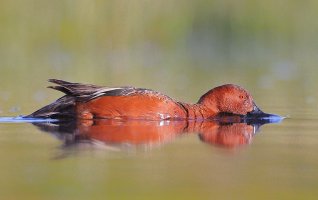 web male cinnamon teal_A9I3698.JPG