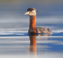 web red-necked grebe_A9I3707.JPG