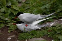 3Q7A1287-DxO_arctic_terns_mating_small.jpg