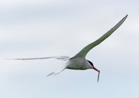 3Q7A1253-DxO_tern_fish_flyingSHsmall.jpg