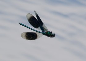 3Q7A2083-DxO_banded_demoiselle_flying_vg+0.5.jpg