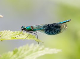 3Q7A2067-DxO_banded_demoiselle_vvs.jpg