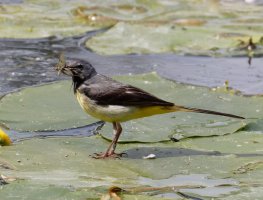 3Q7A2038-DxO_greywagtail+insects_vs_vg.jpg