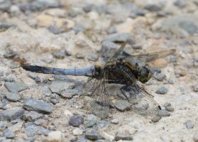 3Q7A2131-DxO_dragonfly_blacktailed_skimmer.jpg
