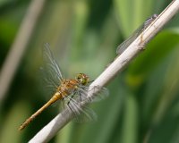3Q7A2252-DxO_dragonfly_female_ruddy_darter+immature_female_azure_damselfly-0.8.jpg