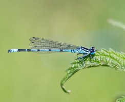3Q7A2327-DxO_azure_damselfly.jpg