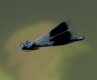 3Q7A2546-DxO_banded_demoiselle_flying+0.5.jpg