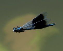 3Q7A2546-DxO_banded_demoiselle_flying+0.5.jpg