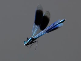 3Q7A2620-DxO_banded_demoiselle_flying+0.5.jpg