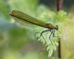 2B4A0136-DxO_female_banded_demoiselle_cv.jpg
