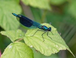 2B4A0213-DxO_banded_demoiselle_cv_vg.jpg