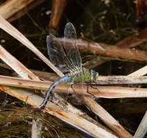 2B4A0307-DxO_female_emperor_dragonfly_ovipositing.jpg