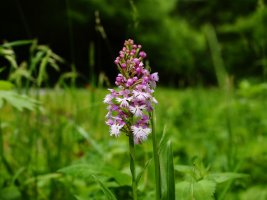Small Purple Fringed Orchid (Platanthera psycodes) 1 resized.JPG