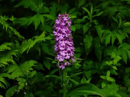 Large Purple Fringed Orchid (Platanthera grandiflora) 1 resized.JPG
