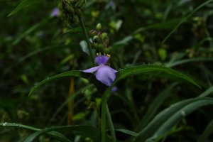 Spiderwort 1 resized.JPG