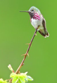 web c alliope_A9I2910.JPG