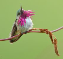 web calliope_A9I3196.JPG