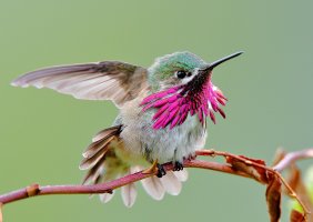 web male calliope_A9I2733.JPG